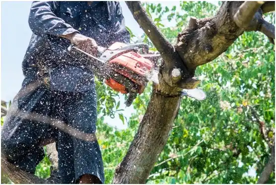 tree services Wesleyville